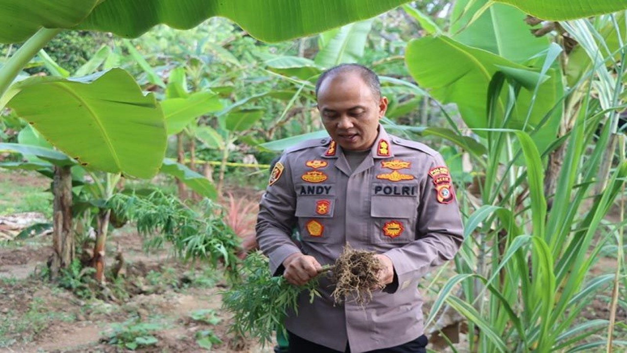 Kapolres Aceh Timur AKBP Andy Rahmansyah mencabut tanaman ganja di kebun sayur di Peudawa, Kabupaten Aceh Timur. ANTARA/HO