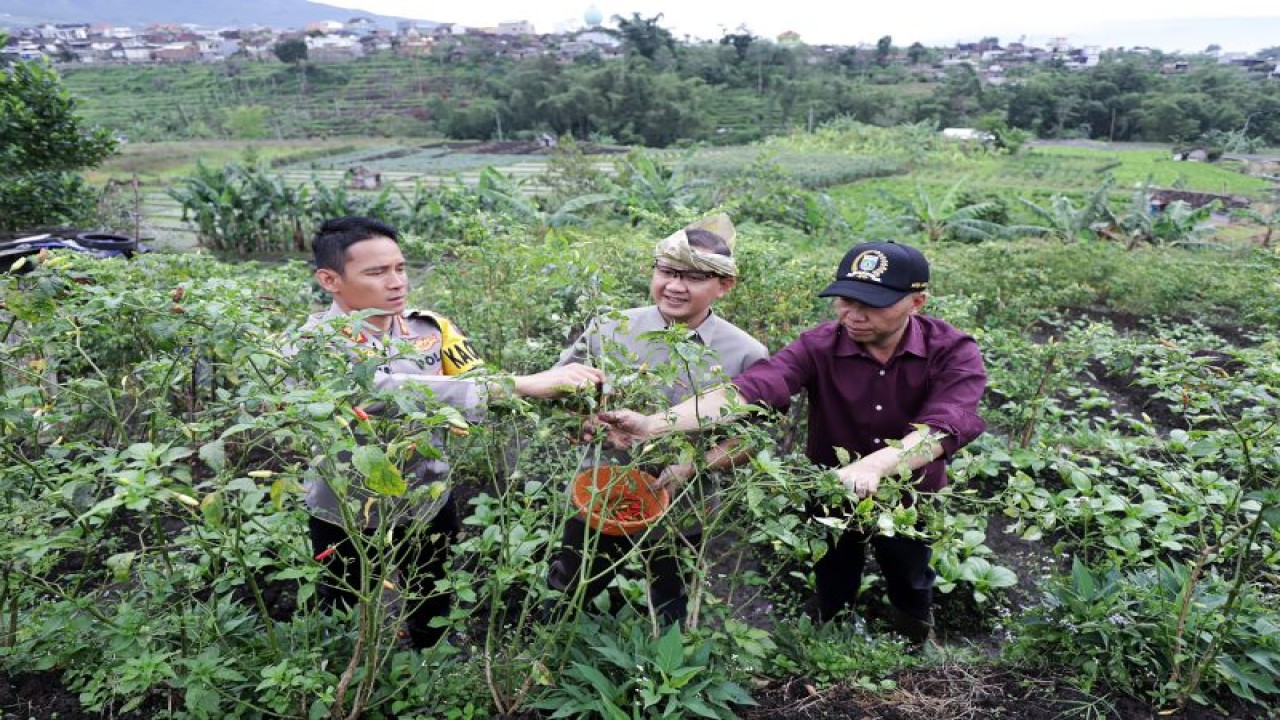 Penjabat (Pj) Wali Kota Batu Aries Agung Paewai (tengah) pada saat melakukan panen cabai di Kota Batu, Jawa Timur. ANTARA/HO-Humas Pemkot Batu