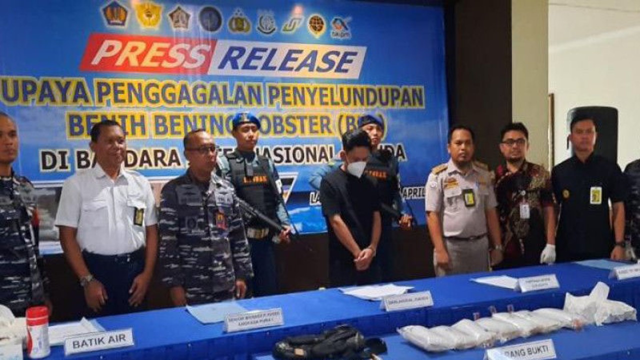 Konferernsi pers upaya penggagalan penyelundupan benih bening lobster di Bandara Juanda, Surabaya, Selasa (18/4/2023). ANTARA/ (Humas KKP)