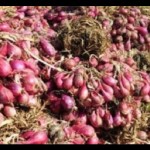 Bawang-1681189373
