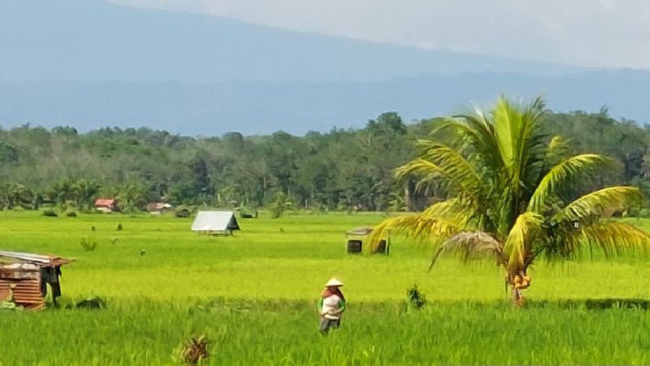 Petani Kabupaten Bengkulu Tengah, Provinsi Bengkulu mengecek lahan padi yang hampir memasuki masa panen, di Bengkulu, Kamis. (ANTARA/Boyke Ledy Watra)