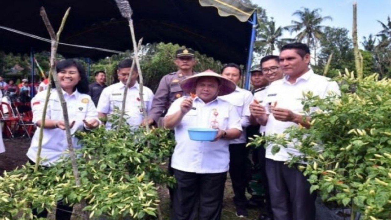 Panen cabai rawit oleh jajaran Pemkab Kobar di Kecamatan Pangkalan Lada. (ANTARA/Dokumentasi Pribadi)