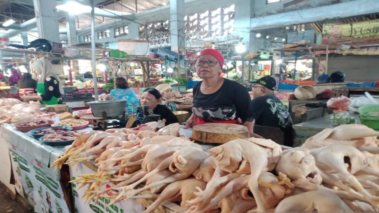 Pedagang daging ayam ras menunggu pembeli di Pasar Tanjung Jember, Jatim, Senin (10/4/2023). ANTARA/Zumrotun Solichah