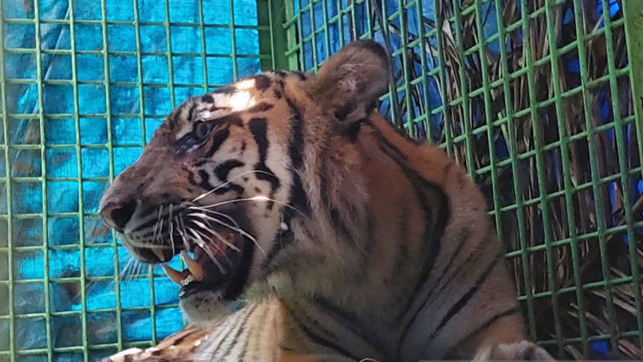 Seekor harimau betina yang mengalami cedera kaki masuk kandang perangkap yang dipasang BKSDA di Lubuk Cabau dalam lahan PT Agro Muko di Kabupaten Mukomuko, Kamis (6/4/2023) ANTARA/HO-Istimewa.
