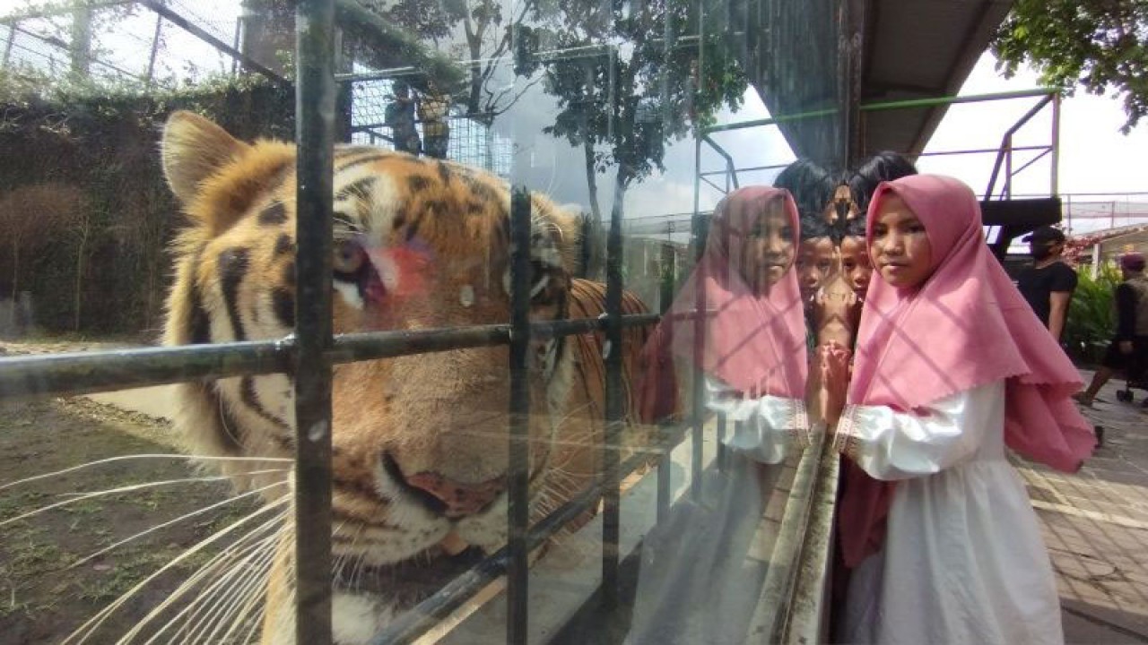 Pengunjung melihat harimau di Taman Satwa Cikembulan. Kabupaten Garut, Jawa Barat, Rabu (26/4/2023). (ANTARA/Feri Purnama)