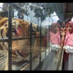 Harimau-1682511569