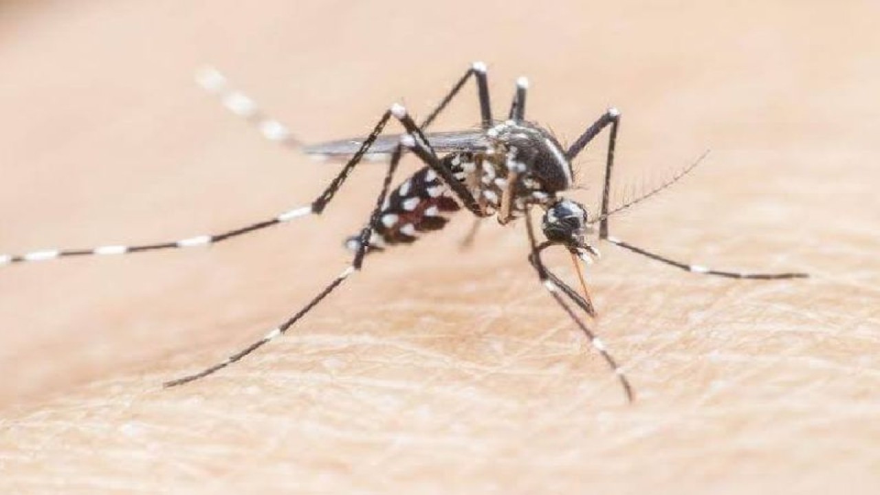 Ilustrasi-Nyamuk Anopheles penyebab malaria. ANTARA/HO-dokumen dokter