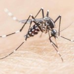 Ilustrasi-Nyamuk Anopheles penyebab malaria. ANTARA/HO-dokumen dokter-1682578655
