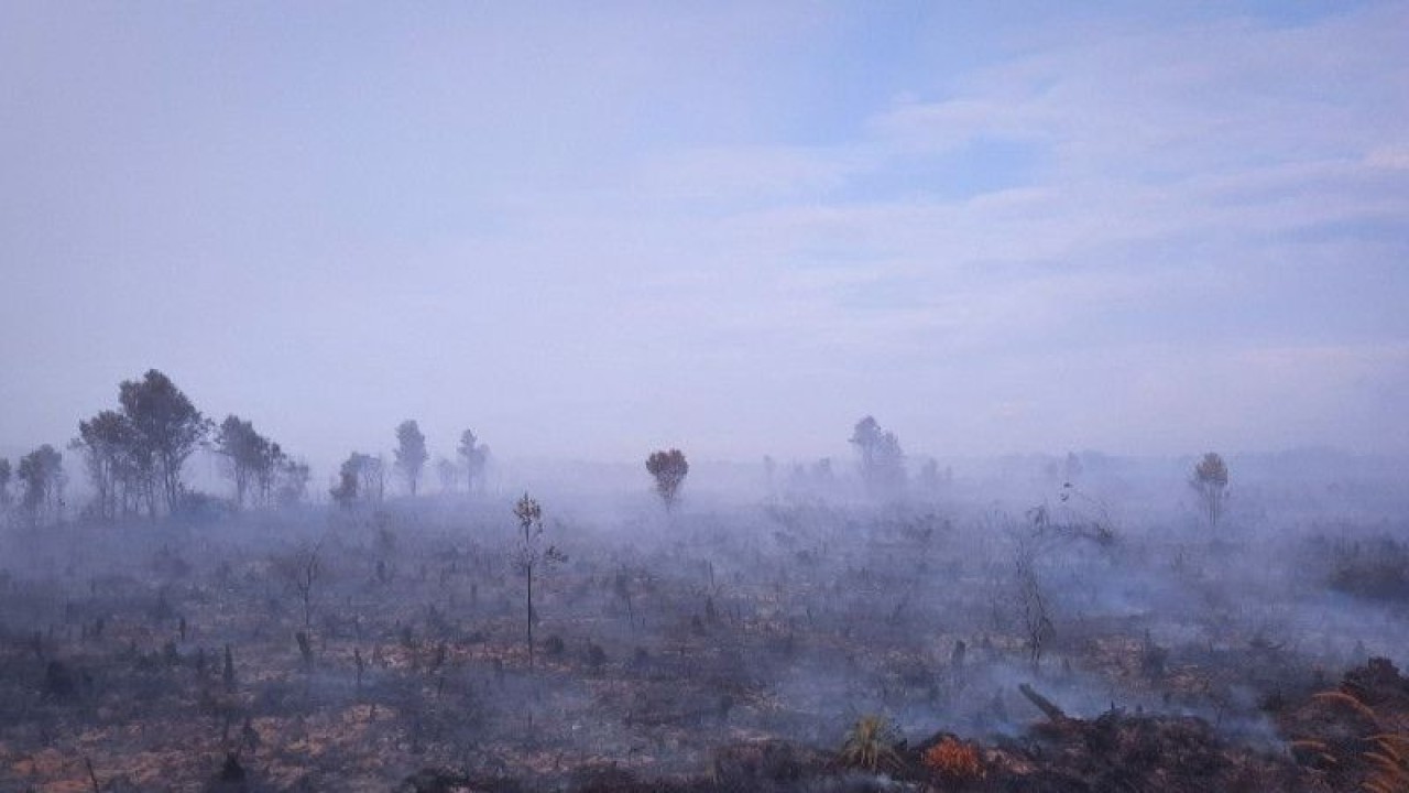 Kebakaran lahan di sepanjang jalan Batubi - Kelarik (Semala) Natuna, Kepri, Selasa (16/1/2023). (Cherman/ANTARA)