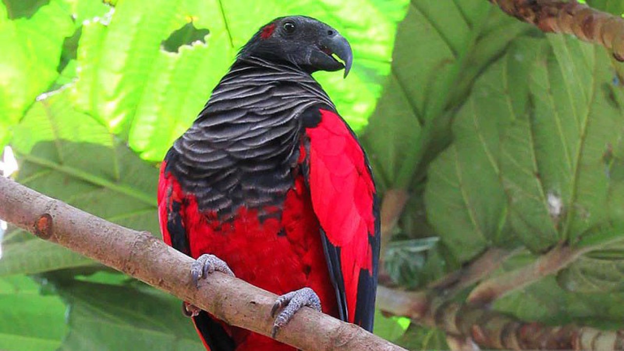 Burung nuri kabare (Psittrichas fulgidus) yang juga dikenal dengan sebutan "nuri elang", kasturi raja, "nuri nazar", "nuri drakula" adalah satwa endemik Indonesia dari Papua. Kementerian Lingkungan Hidup dan Kehutanan (KLHK) menetapkan sebagai satwa dilindungi dan Lembaga Konservasi Dunia (International Union for Conservation of Nature and Natural Resources/IUCN) mengategorikan nuri kabare sebagai jenis terancam punah berstatus rentan (vulnerable). ANTARA/HO-BBKSDA Papua FB/Andi J/aa. (Handout BBKSDA Papua FB/Andi J)