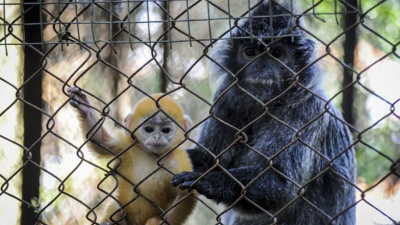 Seekor anak Lutung Jawa (Javan Silvered Leaf Monkey) berada dalam pelukan induknya di Bandung Zoo, Bandung, Jawa Barat, Selasa (2/6/2020). Bandung Zoo memiliki satu ekor tambahan koleksi primata dilindungi yang dilahirkan pada 3 Mei 2020 saat pandemi COVID-19 dan diberi nama Remon. (ANTARA JABAR/Raisan Al Farisi/agr)