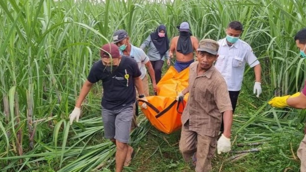 Evakuasi mayat ibu dan bayi di kebun tebu. (Detikcom)