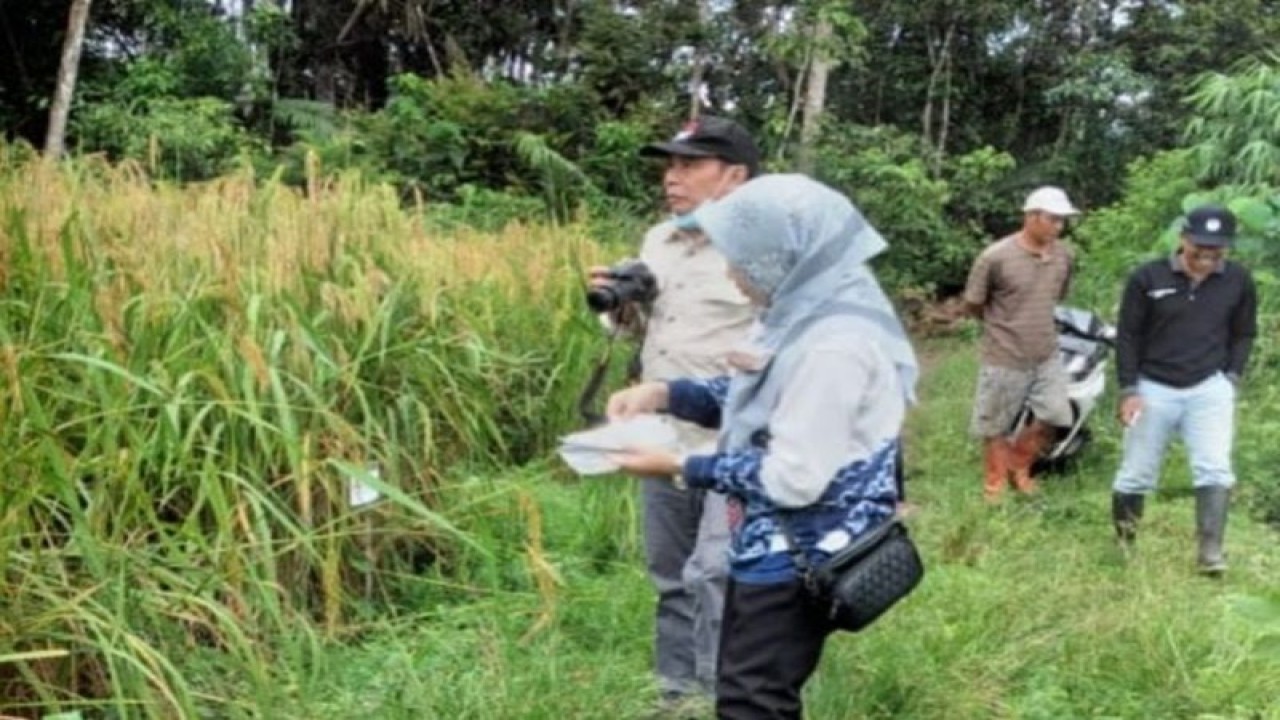 Kegiatan identifikasi padi gogo lokal di Kabupaten Tabalong. (ANTARA/HO-DKP2TPH Tabalong)