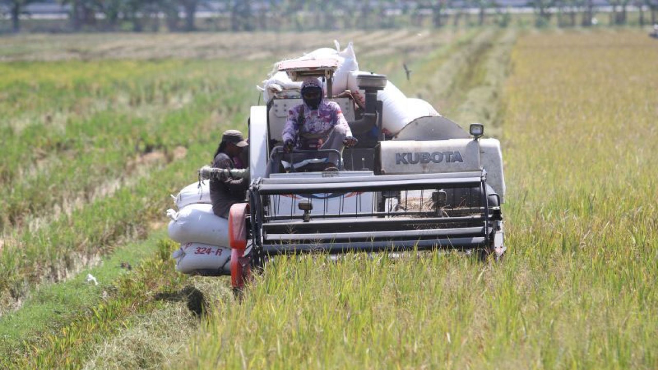 Ilustrasi - Pekerja memanen padi menggunakan mesin di Desa Nglundo, Nganjuk, Jawa Timur, Senin (10/4/2023). ANTARA FOTO/Prasetia Fauzani/hp.