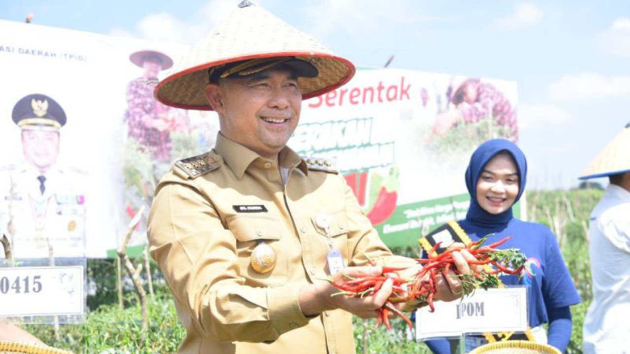 Wali Kota Jambi panen cabai, Rabu (12/4/2023). (ANTARA/Tuyani)