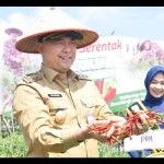 Panen jambi-1681277165