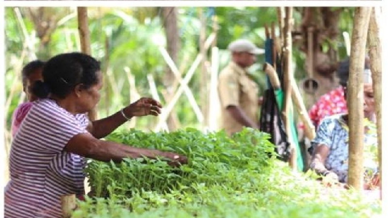 Pemkab Biak: Dana desa bantu cegah kemiskinan di kampung