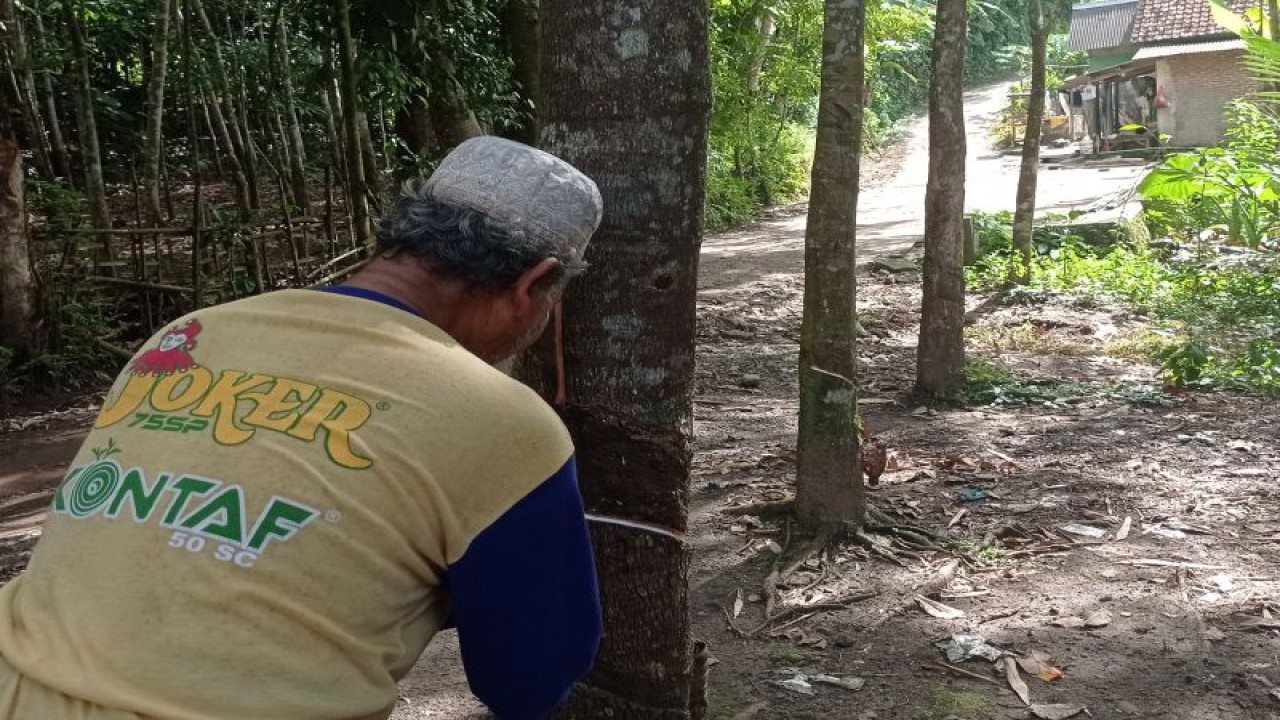 Petani karet di Kabupaten Lebak, Banten kembali bergairah menggeluti usaha perkebunan karet usai harga di tingkat pengepul melonjak hingga menembus Rp6.000 dari sebelumnya Rp3.000 per kilogram. ANTARA/Mansur Suryana