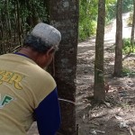 Petani karet di Lebak bergairah lagi setelah harga melonjak-1680510917