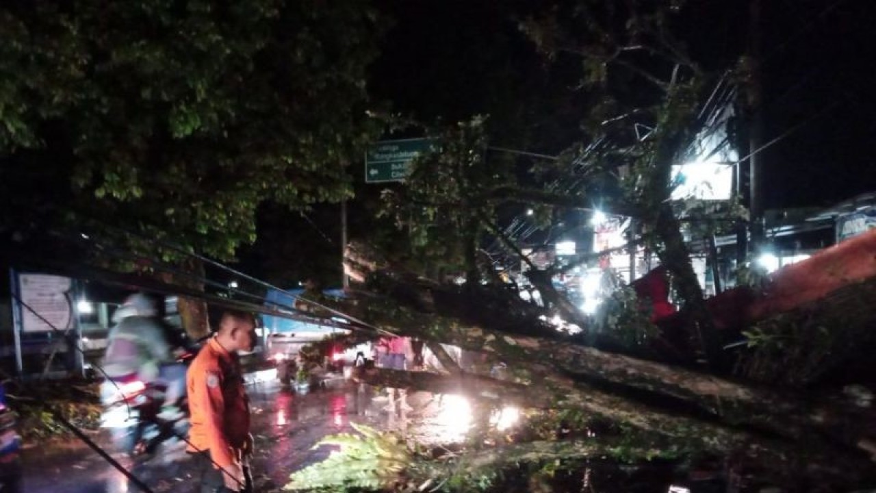 Pohon tumbang akibat hujan deras di Cigudeg, Kabupaten Bogor, Jawa Barat. (ANTARA/HO-BPBD Kabupaten Bogor)