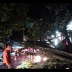 Pohon tumbang akibat hujan deras di Cigudeg, Kabupaten Bogor, Jawa Barat. (ANTARA/HO-BPBD Kabupaten Bogor)-1682417326