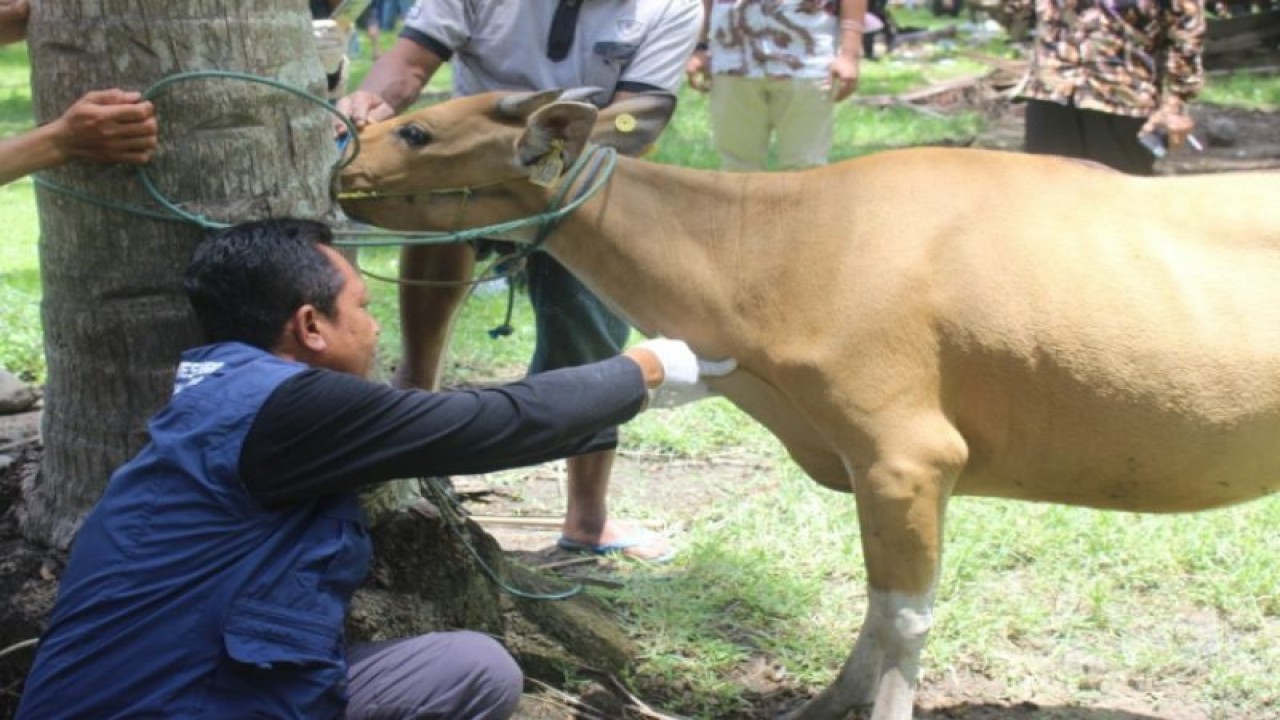 Vaksinasi terhadap ternak sapi di Desa Katumbangan Kabupaten Polewali Mandar sebagai antisipasi penyebaran penyakit jembrana dan PMK. (ANTARA/HO/Diskominfo Polewali Mandar)