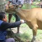 Polewali Mandar sosialisasi pencegahan penyakit jembrana pada ternak-1680598866