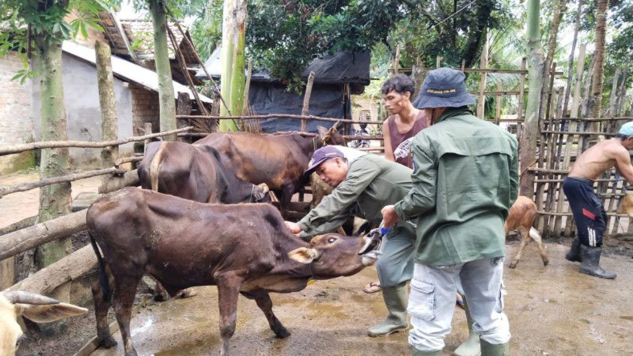 Petugas Diskannak OKU menyuntikan vitamin kepada hewan ternak yang terjangkit penyakit cacar, Kamis. (ANTARA/Edo Purmana/23)