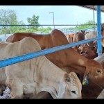 Sapi-1681291708