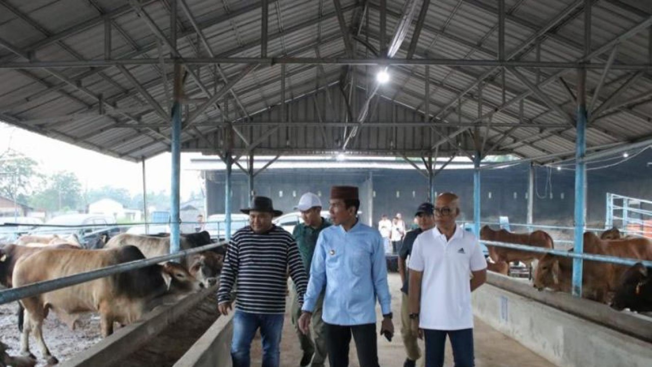 Penjabat Gubernur Kepulauan Bangka Belitung Suganda Pandapotan Pasaribu saat meninjau peternakan sapi potong di Pangkalpinang, Kamis. (Humas Pemprov Babel)
