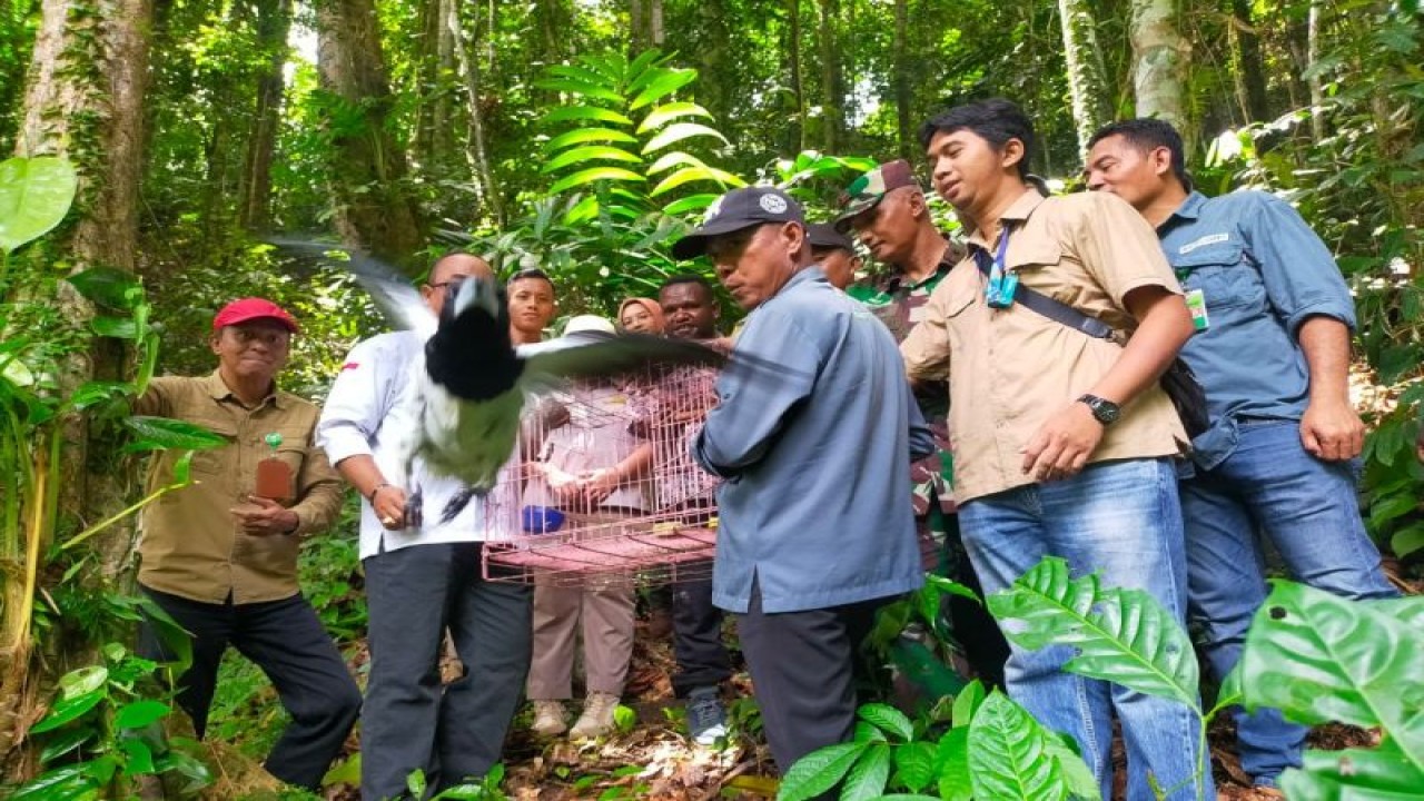 BBKSDA Papua saat melepasliarkan satwa yang dilindungi di Cagar Alam Wiay, Nabire, Papua Tengah (ANTARA/HO-Humas BBKSDA Papua)