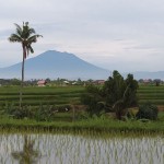 sawah-1680515366