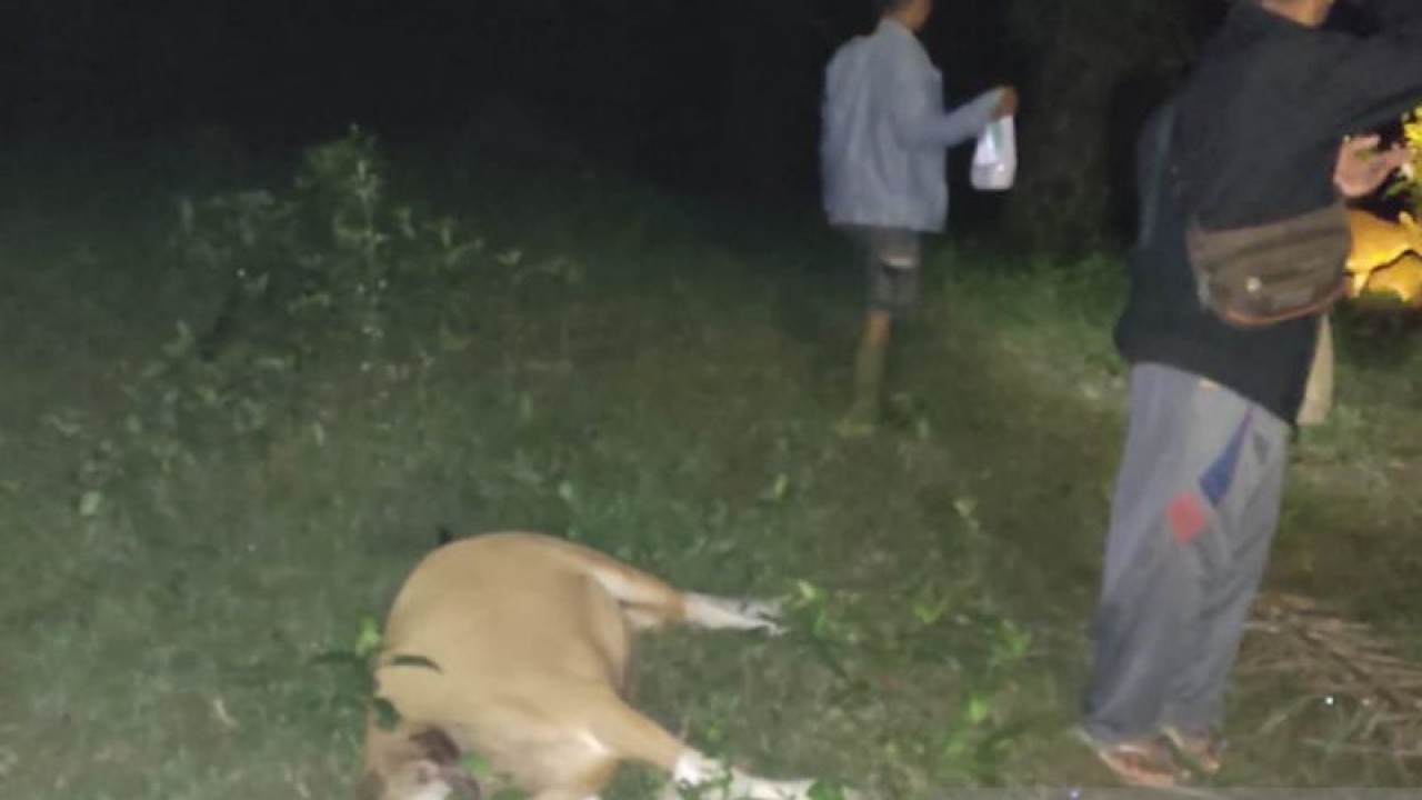 Kondisi sapi yang dimangsa harimau di Desa Gajah Makmur, Kabupaten Mukomuko, Minggu (2/4/2023) ANTARA/HO-Istimewa.