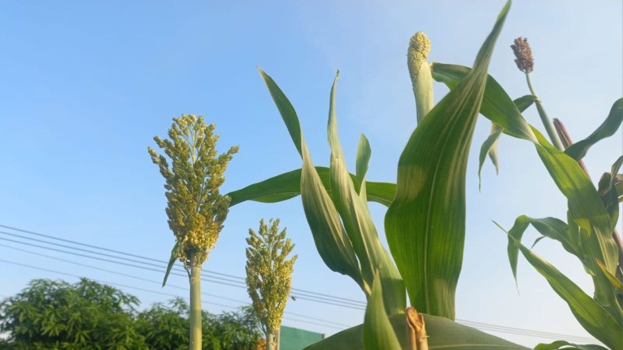 Tanaman sorgum. (ANTARA/HO-Pemkab Purwakarta)