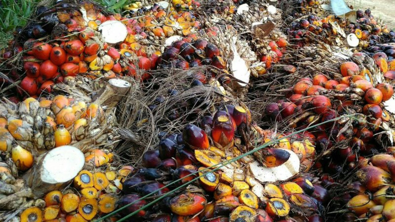 Tandan buah segar kelapa sawit di Kabupaten Mahakam Ulu, Kaltim. (ANTARA / M Ghofar)