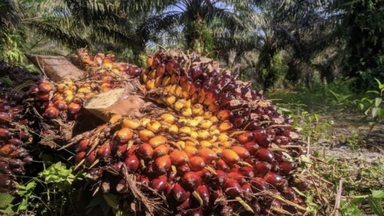 Tandan buah segar kelapa sawit saat di panen petani (Diskominfo Kaltim)