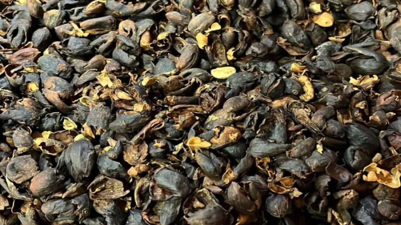 Teh kulit kopi . (ANTARA/HO - CV Kwadungan Java Coffee.)