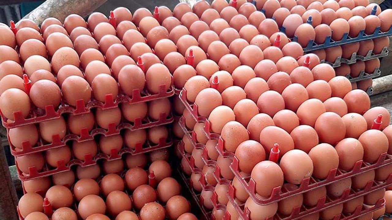 Ilustrasi, Stok telur di gudang distributor telur Paangkalpinang cukup (Antara)