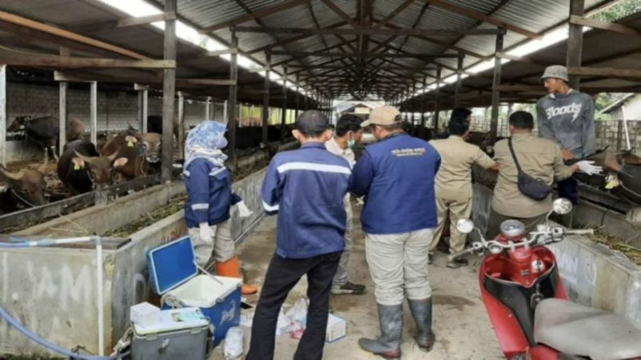 Dokumentasi - Tim kesehatan hewan Dinas Pertanian Kobar saat melakukan pengecekan kesehatan sapi milik masyarakat. (ANTARA/Dokumentasi Pribadi)