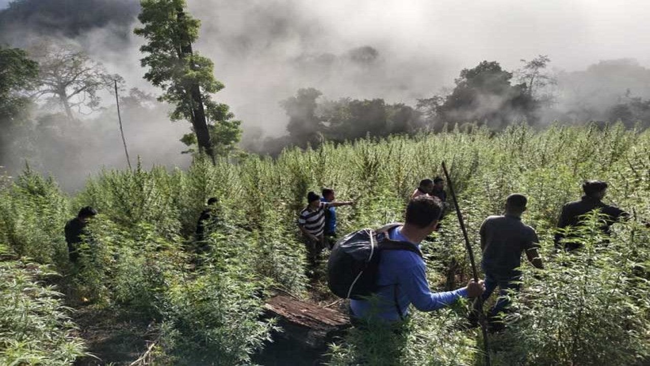 Ladang ganja temuan tim gabungan TNI di hutan lindung di Beutong Ateuh Banggala, Kabupaten Nagan Raya. ANTARA/HO/Penerangan Kodam IM