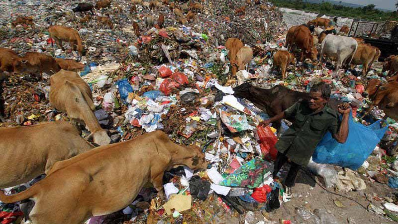 Sejumlah sapi di tumpukan sampah di tempat pembuangan akhir (TPA) Alue Lim, Lhokseumawe, Aceh. ANTARA FOTO/Rahmad