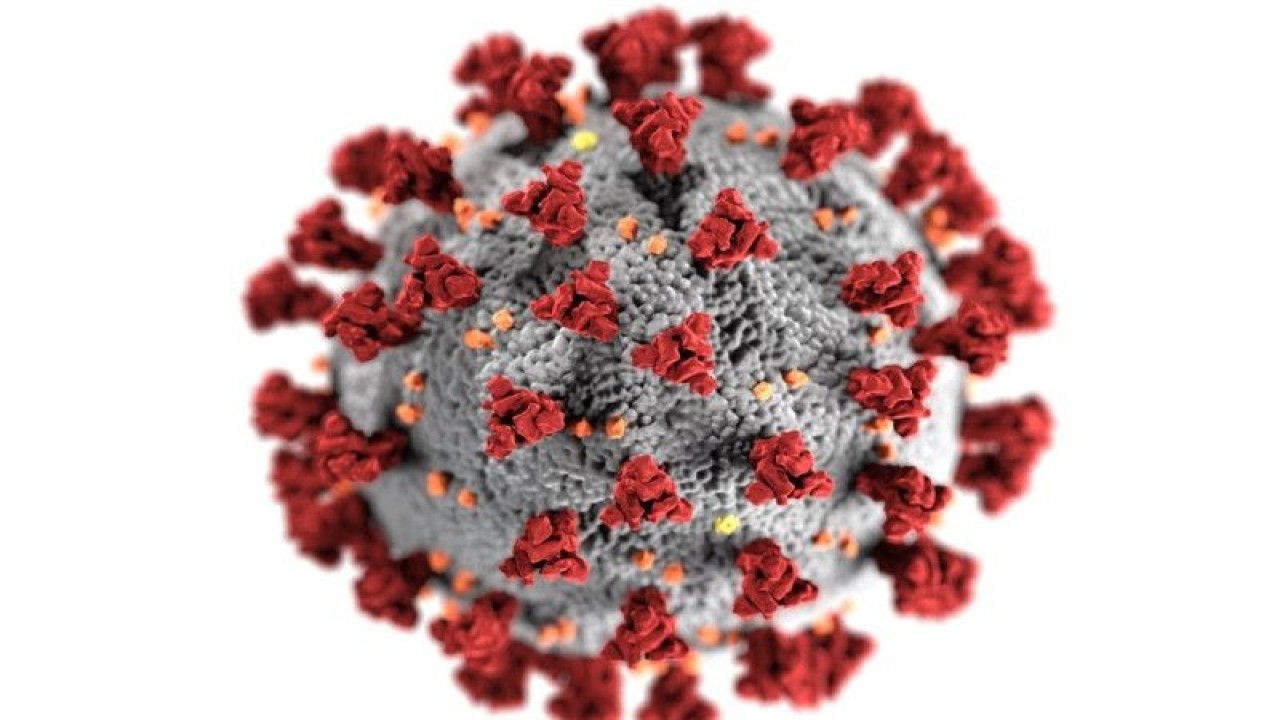 Virus SARS-CoV-19 (ANTARA/HO-Centers for Disease Control and Prevention (CDC))