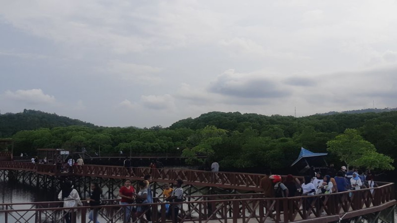 Wisatawan lokal saat mengunjungi agrowisata Mangrove, Kota Jayapura (24/4/2023).(ANTARA/Ardiles Leloltery)