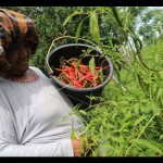 Aceh-1683035503
