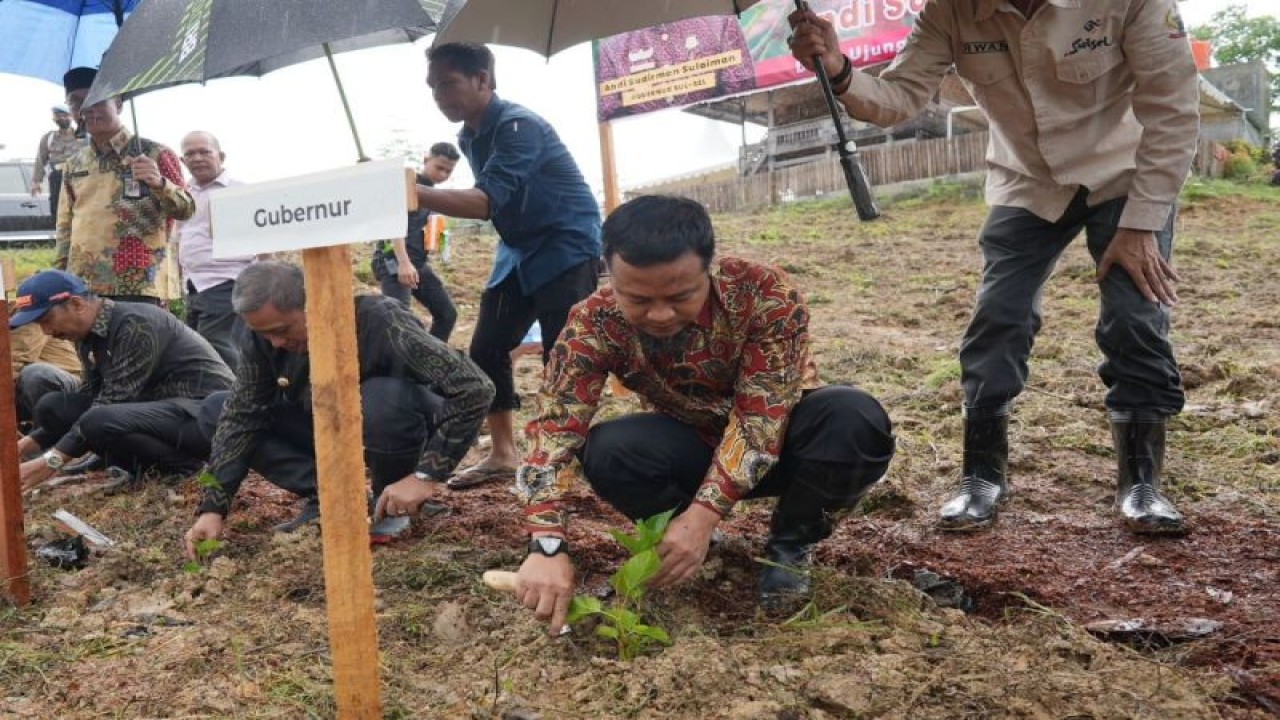 Gubernur Sulawesi Selatan Andi Sudirman Sulaiman, melakukan penanaman 1 juta bibit murbei secara simbolis di Desa Ujung, Kecamatan Tanasitolo, Kabupaten Wajo, Kamis,(4/5/2023).ANTARA/HO-Humas Pemprov Sulsel