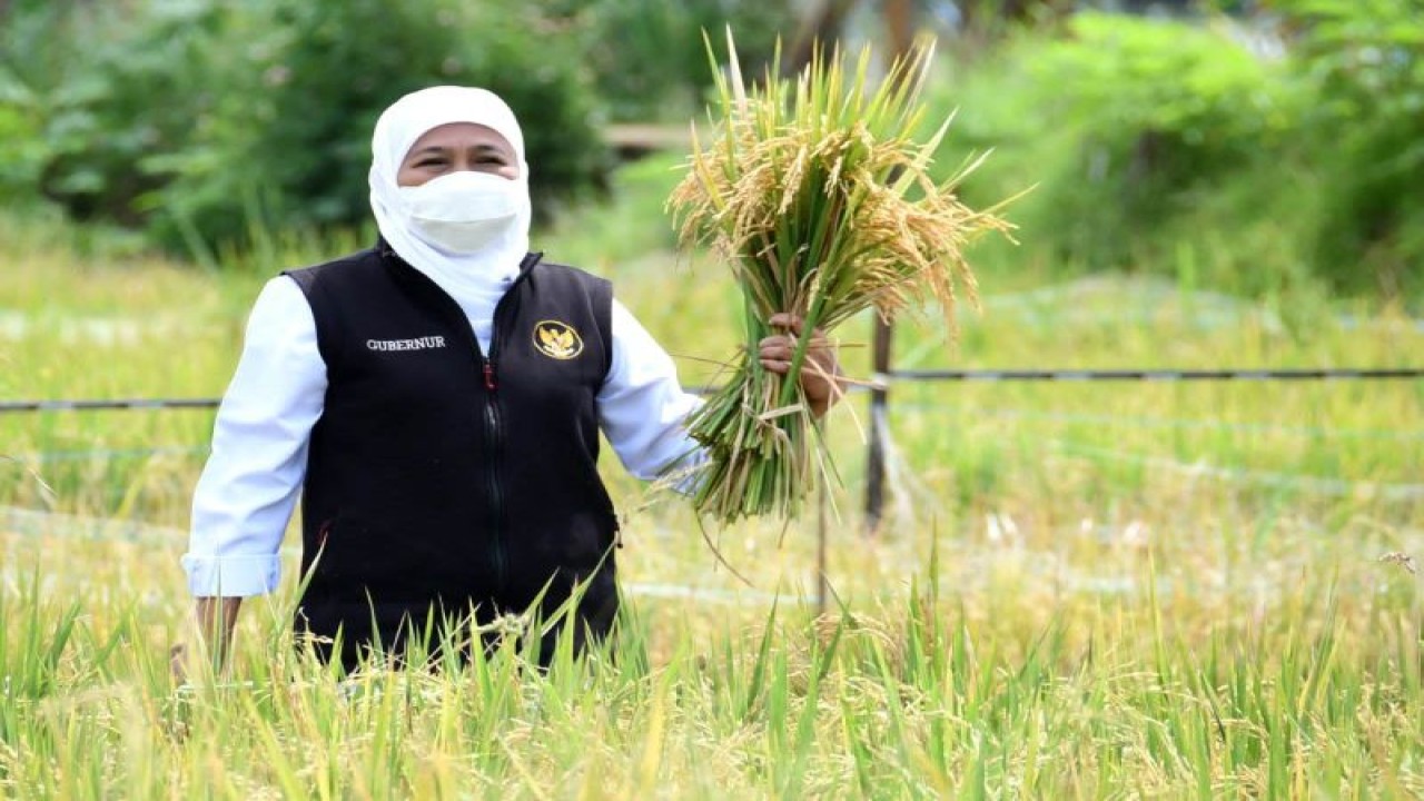 Arsip - Gubernur Jatim Khofifah Indar Parawansa menunjukkan hasil panen padi di wilayah provinsi setempat. (ANTARA/HO-Biro Adpim Jatim)