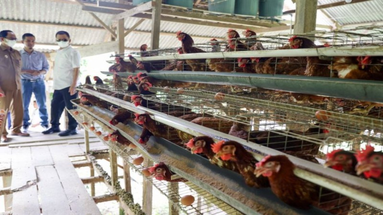 Penjabat Gubernur Aceh, Achmad Marzuki didampingi Bupati Aceh Selatan Tgk Amran, meninjau budidaya ayam petelur milik masyarakat di di Samadua Aceh Selatan, Selasa (9/5). (ANTARA/HO)