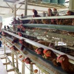 Ayam-1683618294