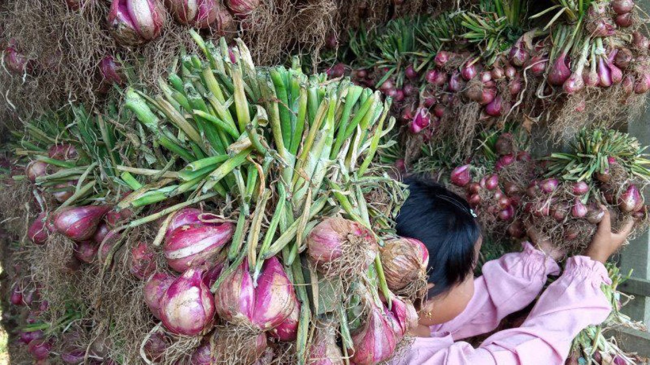 Salah seorang warga tengah merapikan bawang merah di tempat pengeringan di Nagari Alahan Panjang, Kecamatan Lembah Gumanti, Kabupaten Solok, Sumbar (ANTARA/Laila Syafarud)