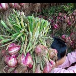 Bawang Merah-1683020907